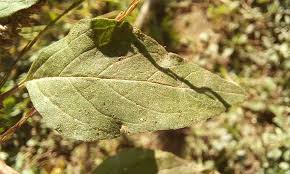 Image result for Amaranthus deflexus