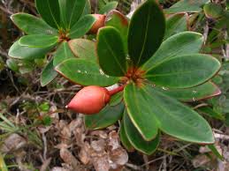 Image result for Pentaphylacaceae