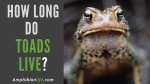 What is an american toad? How Long Do Toads Live 14 Species Included Amphibian Life