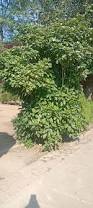 Image result for Gardenia transvenulosa