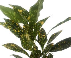 Image result for Croton