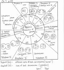 The cell cycle is divided into four phases: The Cell Cycle Worksheet Back Answers