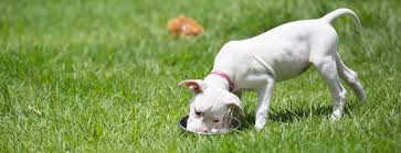 Unfortunately, many dogs suffer from food intolerances and allergies. Best Dog Food For Skin Allergies Pet Circle