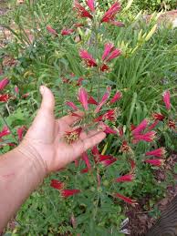 Image result for Alstroemeria pulchella
