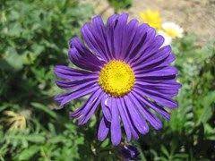 China Aster Non Toxic To Dogs Non Toxic To Cats Sun Full Sun To Part Shade Water Medium Toxic Plants For Cats Flea Shampoo For Cats Benadryl For Cats