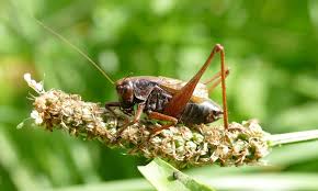 Image result for Buchnera ruwenzoriensis