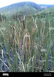 Image result for Typha capensis