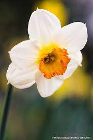 Narcissus Narcissus Daffodils Flowers