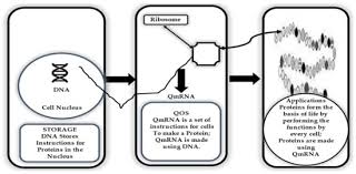 Check spelling or type a new query. Asi Free Full Text Quantum Biotech And Internet Of Virus Things Towards A Theoretical Framework Html
