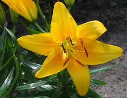 Fiori gialli piccoli simili ai narcisi / i fiori gialli sono fiori gialli simili al narciso from www.tuttogreen.it. I Lilium Soccorso Verde