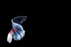 Fiery fire flame fuchsia fuego infrared red. Halfmoon Betta Fish With Blue And Red Stripes Stock Photo