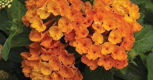 Lantana Camara Bandana Orange Lucas Greenhouses Lantana Camara Lantana Vegetable Garden Design