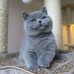 British Shorthair Cats and Kittens for sale in the UK ...