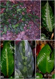Any of various perennial herbs in the family araceae, having tiny flowers crowded in a spadix that is subtended by a spathe and including houseplants such as anthurium, dieffenbachia, and philodendron. Araceae Of Mulu National Park I Four New Species Of Schismatoglottis Araceae Yeng 2019 Nordic Journal Of Botany Wiley Online Library