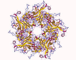 Human Papillomavirus Infection Wikipedia