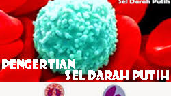 Basofil, monosit, eosinofil, limfosit, dan neutrofil. Pengertian Fungsi Dan Ciri Ciri Sel Darah Putih Serta Jenisnya