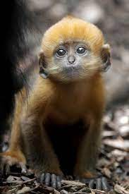 Orange Francois Leaf Monkey Animals Cute Animals Zoo Animals