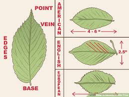 45 specific pa leaf identification