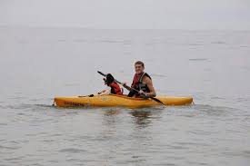 Springers Safely Kayak With A Life Jacket English Springer Spaniel Springer Spaniel Beautiful Dogs