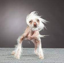 carli davidson shake04 hunde bilder hassliche hunde hassliche tiere