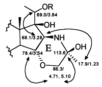 Image result for Cryptolepis obtusa