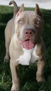 Pin By Moonchildjoon On Cats Dogs In 2020 Pitbull Dog Puppy Pitbull Dog Pitbull Puppies