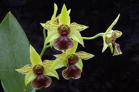 Dendrobium Little Green Apples Orchid Nursery Orchids Dendrobium Orchids