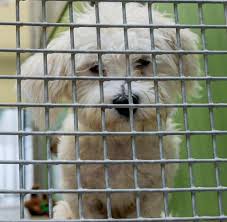 Oft verbringen die von uns aufgenommenen tiere viele monate, einige wenige sogar jahre im tierheim, bis sich ein neuer besitzer findet! Tierheim Suderstrasse Schwere Vorwurfe Gegen Hamburger Tierschutzverein Welt