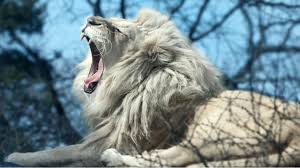 Check out this fantastic collection of lion phone wallpapers, with 40 lion phone background images for your desktop, phone or tablet. White Lion Wallpaper Hd Android Images Slike