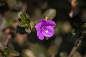 Image result for Barleria obtusa