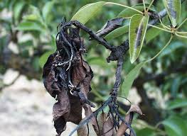 I would be very grateful if someone could tell me what is going on with my patio pear tree. Prevent Identify And Treat Pear Tree Pests And Diseases In The Uk