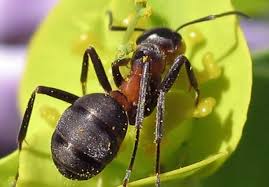 Dabei muss man die kleinen nützlinge viele sehen ameisen als nützlinge an, da sie die erde im garten umschichten und auflockern, pflanzliche abfälle entsorgen, pflanzensamen. Ameisen Im Haus So Werden Sie Die Krabbeltiere Wieder Los Bauemotion De