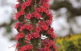 Image result for Dierama parviflorum