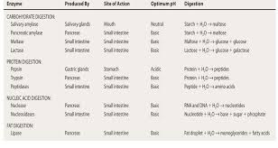 topic 6 1 digestion and absorption amazing world of