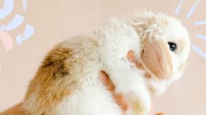 So why do we still use it? China Changes The Law On Testing Beauty Products On Animals Glamour Uk
