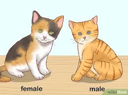 Female cats can be very loving as well, perhaps a little more independent and moody, in my experience.they need to be spayed at 5 months of age in order to avoid a litter of kittens. How To Determine The Sex Of A Kitten 9 Steps With Pictures
