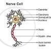 (d) tissue that stores fat in our body. 1