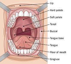 Patients with vulvar melanoma can have many of the same symptoms as other vulvar cancers, such as: Palate Resection Thanc Guide