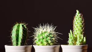 Si quieres cultivar cactus y suculentas en casa, ✅ te enseñareños en nuestro articulo como hacer el tipo de sustrato que requieren estas plantas. Consejos Para El Cuidado De Los Cactus Prensa Libre