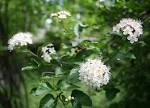 Physocarpus opulifolius