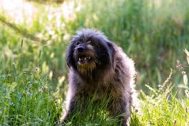 Cane da pastore fonnese regione: Pastore Fonnese Grande Molosso Fonni A Photo On Flickriver