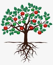 How to propagate plants by layering. Fruit Tree Drawing Apple Root Fruit Tree With Roots Transparent Png 1701x1702 Free Download On Nicepng