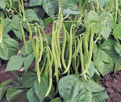 Image result for Phaseolus