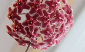 Cette plante verte tombante tropicale est originaire du brésil où elle pousse naturellement dans les arbres. Fleur De Porcelaine Hoya Plante Entretien Arrosage Rempotage