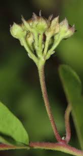 Image result for Jacquemontia paniculata