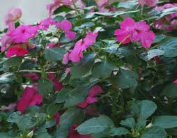 Image result for Impatiens wallerana