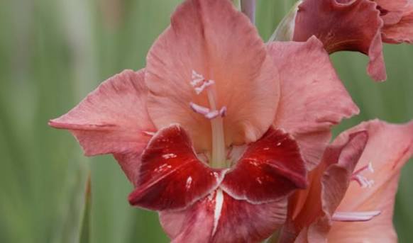 Gladiolus Butterfly hybrids