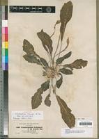 Image result for Haplocarpha