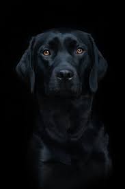 Black Labrador Black Background Black Labrador Dog Black Dog Black Labrador