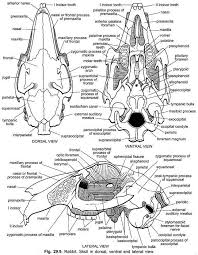 Endoskeleton Of Rabbit With Diagram Vertebrates